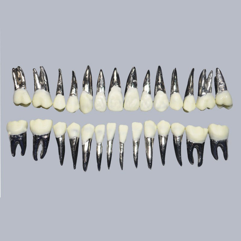 Typodont Practice Model for Orthodontic Practice