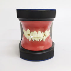 Typodont Practice Model for Orthodontic Practice