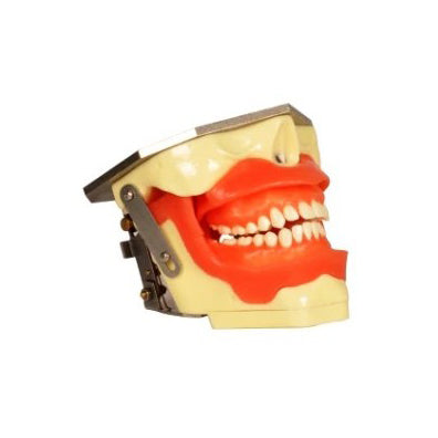 Dental Oral Local Anaesthesia Training Model