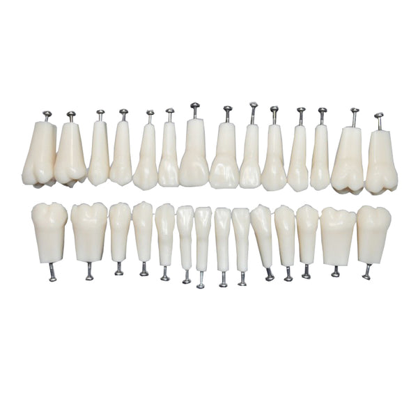 Replacement Teeth 28*1