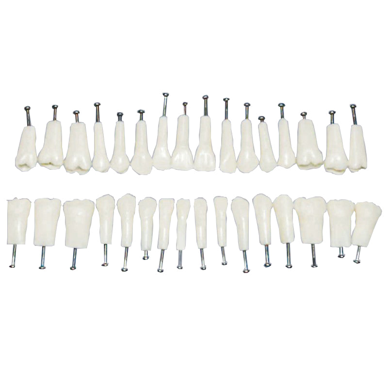 W8022 Replacement Teeth 32*1