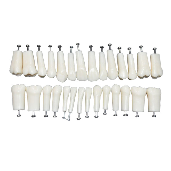 Replacement Teeth 28*1