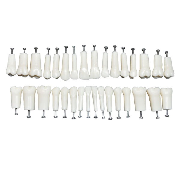 Replacement Teeth 32*1