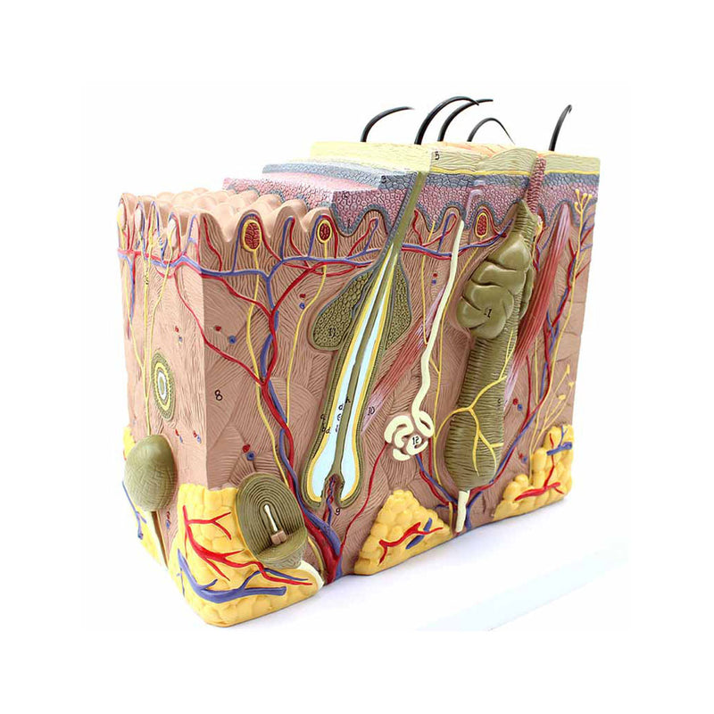 Anatomy Models